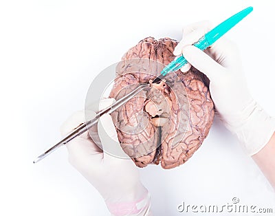 Human brain dissection Stock Photo