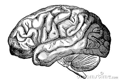 Human brain Cartoon Illustration