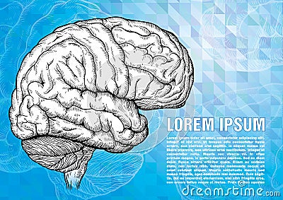 Human brain engraving on modern backgound Vector Illustration