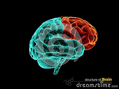 Human brain, frontal lobe anatomy structure. Human brain anatomy 3d illustration. Cartoon Illustration