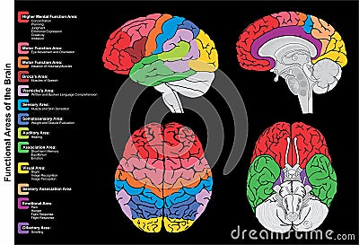 Human brain functional areas anatomy infographic diagram Vector Illustration