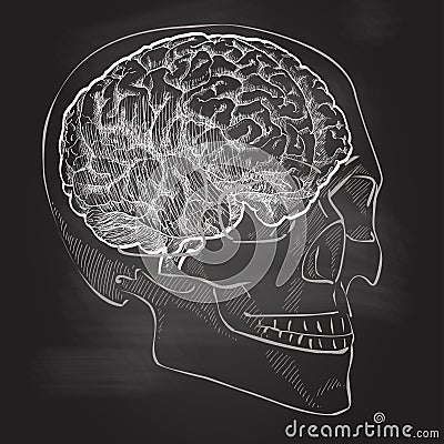 Human brain head anatomy Cartoon Illustration