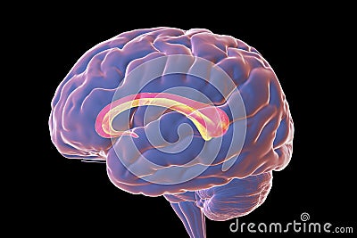 Human brain with highlighted Corpus callosum Cartoon Illustration