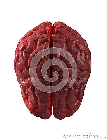 Human brain isolated Stock Photo