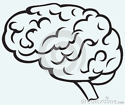 Human brain Vector Illustration