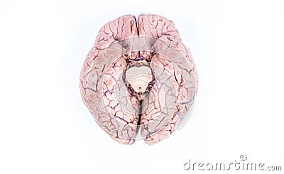 Human brain isolated on white Stock Photo