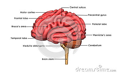 Human Brain labelled Stock Photo