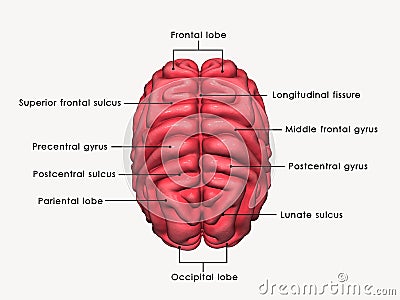 Human Brain labelled Stock Photo