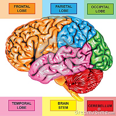 Human brain lateral view Stock Photo