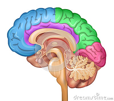 Human brain lobes Vector Illustration