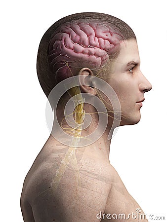 Human brain and nerves Cartoon Illustration