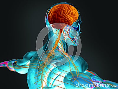 Human brain and nervous system Stock Photo