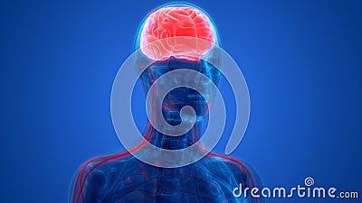 Human Brain with Nervous system Anatomy Stock Photo