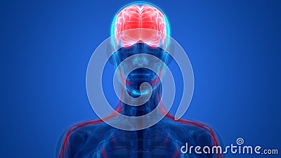 Human Brain with Nervous system Anatomy Stock Photo