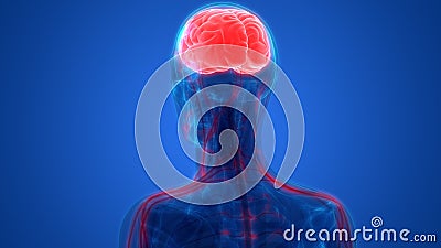 Human Brain with Nervous system Anatomy Stock Photo