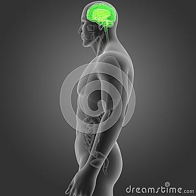 Human Brain with Organs Lateral view Stock Photo