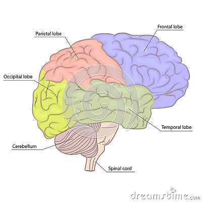 Human brain organ parts anatomy diagram. colorful design. side view. vector Vector Illustration