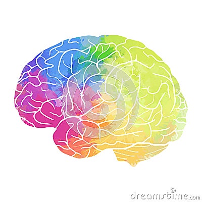 Human brain with rainbow watercolor spray on a white background. Vector Illustration