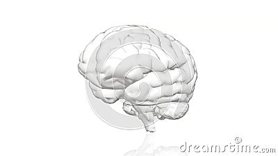 Brain Rotating (Straight Alpha Channel and Looped) Stock Footage - Video of  mental, vision: 44603550