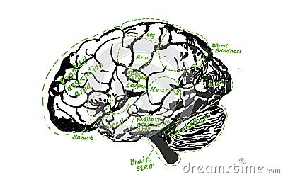 Human brain scheme vintage for Education or Science Stock Photo