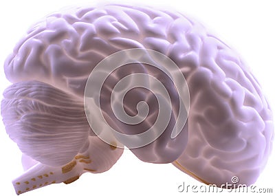 Human Brain Stock Photo