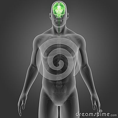 Human Brain with Skeleton Anterior view Stock Photo