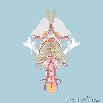 Human brain stem, cranial nerves and blood supply of central nervous system, circle of willis, internal organs anatomy body part Vector Illustration