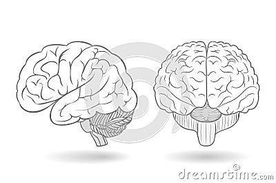 Human brain in two perspectives Cartoon Illustration