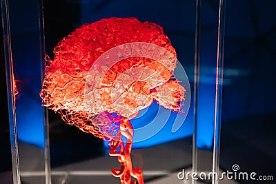 Human brain under red neon colorful light. Anatomical model, intelligence concept. Blue background. Exhibition at museum Editorial Stock Photo