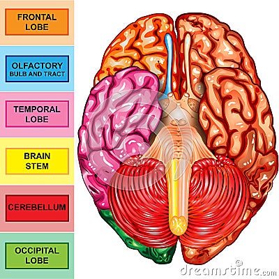 Human brain underside view Stock Photo