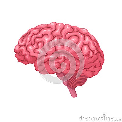 Human brain, isolated anatomy organ of nervous system protected by skull bones of head Vector Illustration