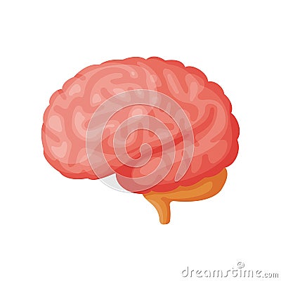 Human brain vector illustration. Vector Illustration
