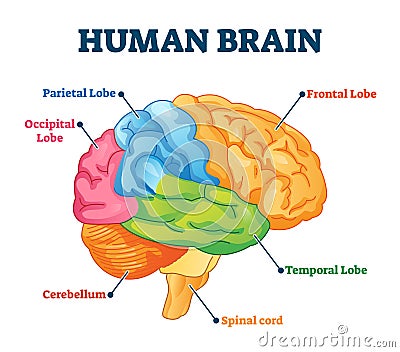 Human brain vector illustration. Labeled anatomical educational parts scheme Vector Illustration