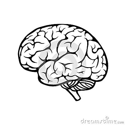 Human brain Vector Illustration