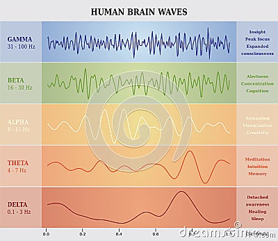 Human Brain Waves Diagram / Chart / Illustration Vector Illustration