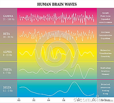 Human Brain Waves Diagram in Rainbow Colors with Explanations - Alpha Beta Gamma Theta Delta Frequencies Vector Illustration