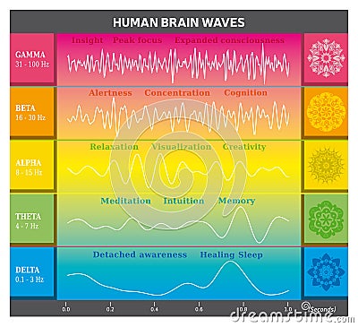 Human Brain Waves Diagram in Rainbow Colors with Explanations - Alpha Beta Gamma Theta Delta Frequencies and Mandalas Vector Illustration