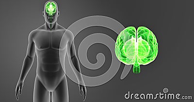 Human Brain zoom with Body Anterior view Stock Photo