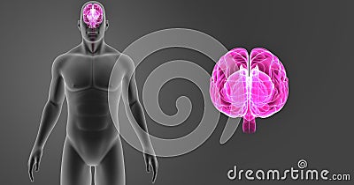 Human Brain zoom with Body Anterior view Stock Photo