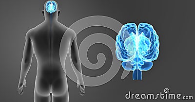 Human Brain zoom with Body Posterior view Stock Photo