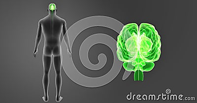 Human Brain zoom with Body Posterior view Stock Photo