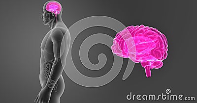 Human Brain zoom with Organs Lateral view Stock Photo