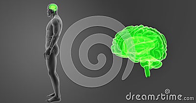 Human Brain zoom with Organs Lateral view Stock Photo