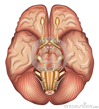 Human brains base Vector Illustration