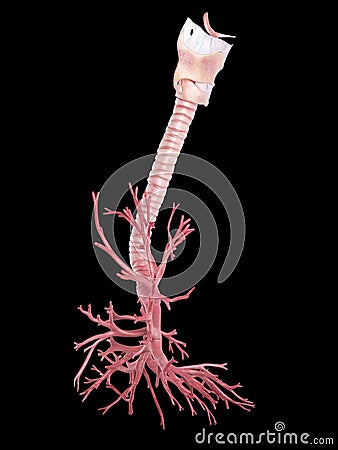 The human bronchi Cartoon Illustration