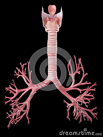 The human bronchi Cartoon Illustration