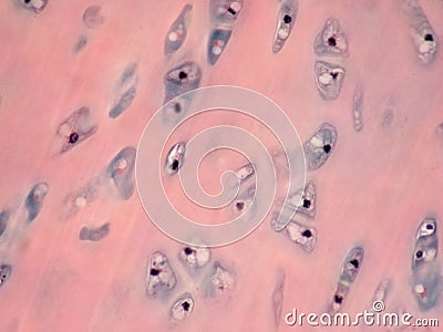 Cartilaginous chondriom tissue microphotography under optic microscope 200x Stock Photo