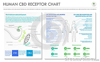 Human CBD Receptor chart horizontal business infographic Cartoon Illustration