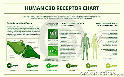 Human CBD Receptor Chart horizontal infographic Cartoon Illustration