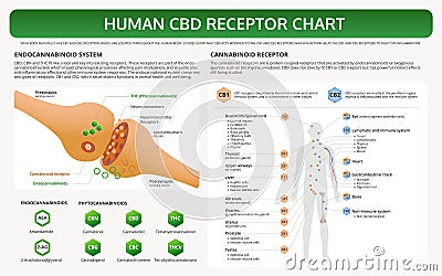 Human CBD Receptor Chart horizontal textbook infographic Cartoon Illustration